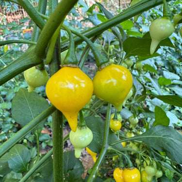 Biquinho Yellow - Seeds - The Pepper Pantry (Formerly Marie Sharp's)